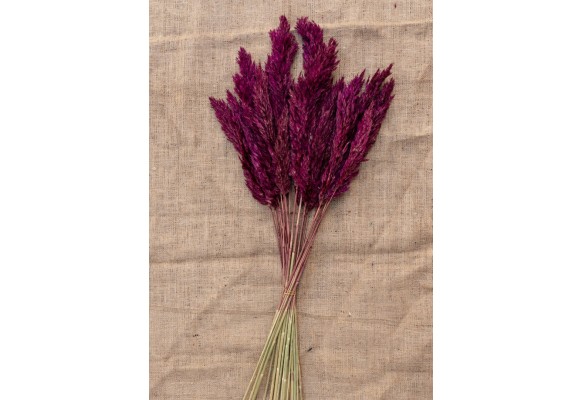 15 ADET PAMPAS Bordo
