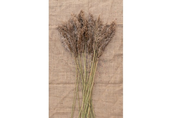 15 ADET PAMPAS NATURAL