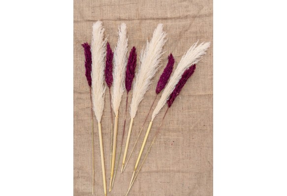 4 ADET PAMUKLU PAMPAS 10 ADET PAMPAS