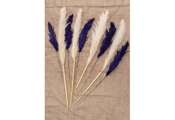 4 ADET PAMUKLU PAMPAS 10 ADET PAMPAS
